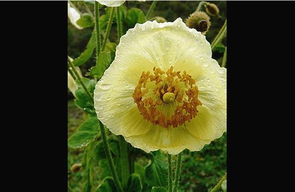 A flor Meconopsis autumnalis é assim chamada porque nasce no outono - Paul Egan