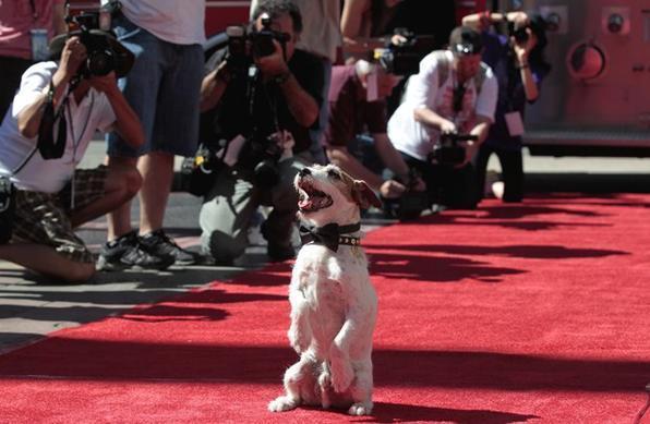 Uggie, um Jack Russel Terrier, saudou com latidos os f�s presentes no evento na Cal�ada da Fama - REUTERS / Mario Anzuoni