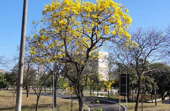 Fotografado por Caroline Barbosa. �rvore no Eix�o sul, perto da tesourinha da 202 - Caroline Barbosa/Divulga��o
