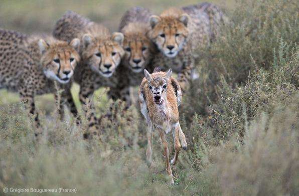 Grégoire Bouguereau, da França, fotografou uma mãe guepardo ensinando aos filhotes uma das principais lições de sobrevivência: a caça
- Grégoire Bouguereau/ Veolia Environment Wildlife Photographer of the Year Grégoire Bouguereau, da França, fotografou uma mãe guepardo ensinando aos filhotes uma das principais lições de sobrevivência: a caça
- Grégoire Bouguereau/ Veolia Environment Wildlife Photographer of the Year