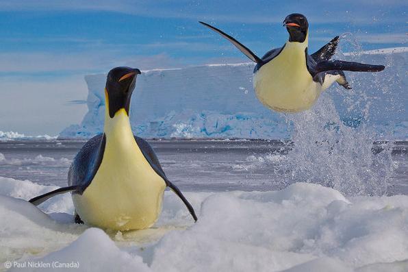 Paul Nicklen também foi premiado com um clique de  pinguins-imperadores no Mar de Ross, na Antártida - Paul Nicklen/  Veolia Environment Wildlife Photographer of the Year
