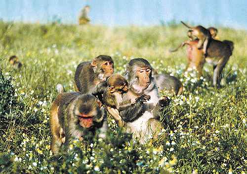Exemplares de macacos rhesus, a espécie utilizada no estudo: vacina conseguiu evitar a transmissão do SIV e frear sua replicação no organismo (Oregon Health & Science/AP)