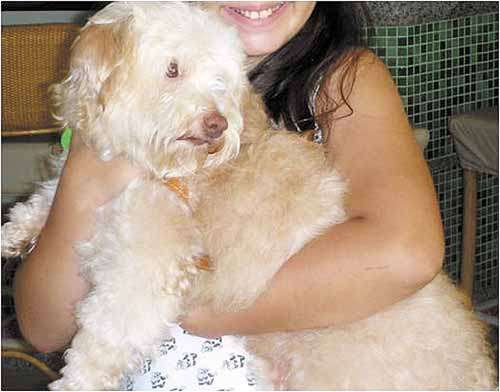 Foto do cão Nico publicada no site da ProAnima: desaparecido (Arquivo Pessoal)