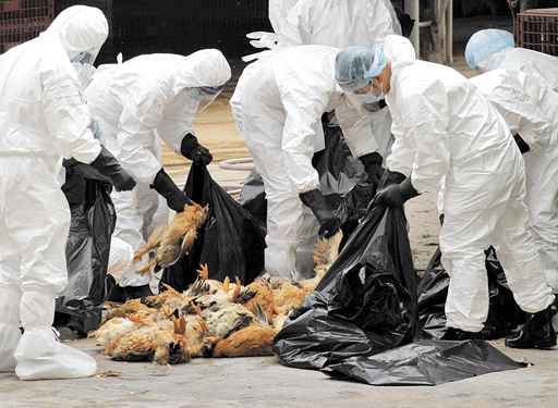 Agentes de saúde chineses recolhem galinhas suspeitas de estarem infectadas com o H5N1: nova versão do vírus é transmissível entre mamíferos (Tyrone Siu/Reuters - 21/12/11)