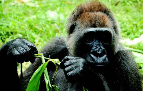 Imagem de um primata Gorilla gorilla diehli, em parque na Rep�blica de Camar�es: de t�o rara, a subesp�cie chegou a ser considerada extinta antes da d�cada de 1980 (Nicky Lankester/Divulga��o )