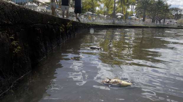 Peixes morreram por conta do óleo no Lago Paranoá (Ronaldo de Oliveira/CB/D.A Press)