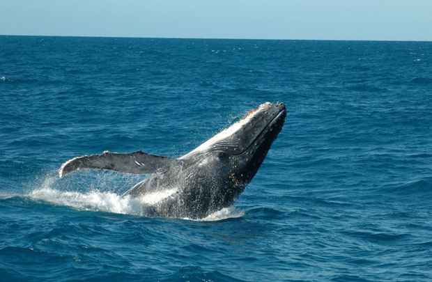 Ações integram projeto de monitoramento por satélite dos cetáceos, como as cachalotes e jubartes (foto) (Instituto Baleia Jubarte/Divulgação. Baleias Jubarte)