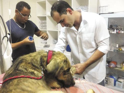 Os veterinrios Marco Aurlio (sem jaleco), dono da clnica, e Rafael Azevedo cuidam de Lo desde sbado (Gabriella Furquim/Esp. CB/ DA Press)
