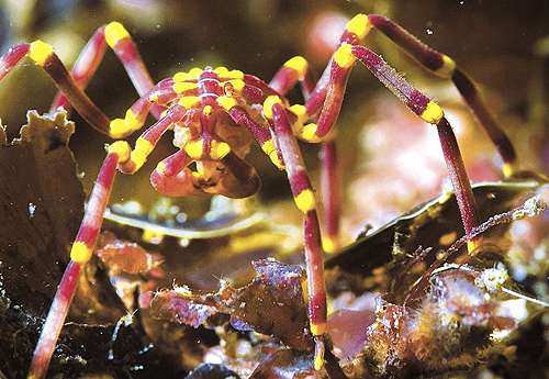 Aranha-do-mar, do gênero Pseudopallene, recentemente identificada na Austrália: quantidade de espécies na natureza é estimada em 5 milhões (C. Taylor & C. Arango/Divulgação)
