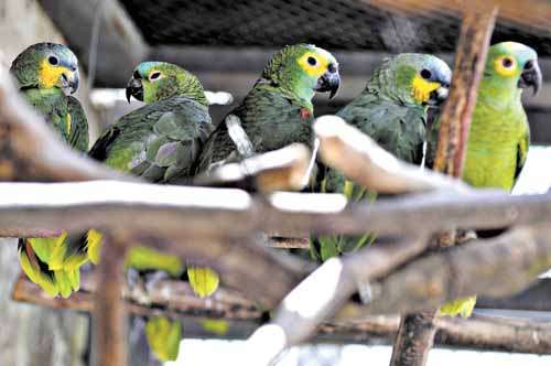 Papagaios apreendidos pela polícia ambiental: as aves em geral são os animais preferidos dos traficantes  (Monique Renne/CB/D.A Press)