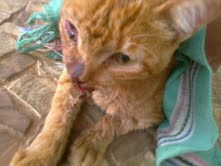 O veterinário constatou que o gatinho deslocou o maxilar e quebrou os dentes. Além disso, o animal está com hemorragia e deveria ficar três dias internado para o tratamento (Kamilla Costa/ Divulgação )