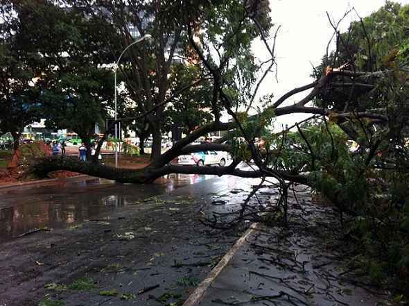 A árvore, de aproximadamente 25 metros, caiu após temporal ocorrido no início da tarde desta quarta-feira (Raimundo Sampaio)