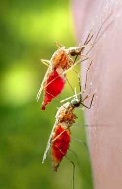 Mosquitos do gênero Anopheles: fêmeas infectadas são as transmissoras da malária (Jim Gathany / CDC / Divulgação)