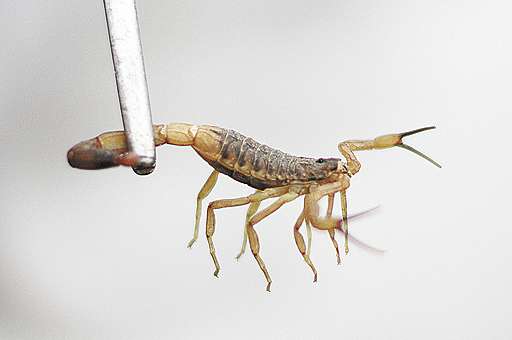 Secretaria aumenta as ações de captura de escorpiões após morte de criança