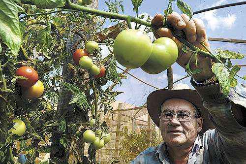 Maurício Rezende cultiva pimentões e tomates em uma chácara de Planaltina, onde emprega oito funcionários (Ronaldo de Oliveira/CB/D.A Press)