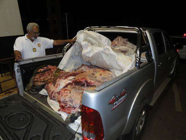 Fiscalização apreende 300 kg de carne bovina clandestina na BR-060