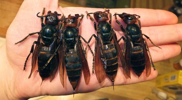 Conhecidas como vespas mandarinas esta espécie é a maior do mundo, as rainhas chegam a ter mais de 5 centímetros  (Reprodução Internet/www.dmnewsi.com)