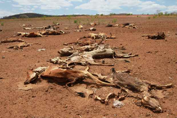 Desde o ano passado, os municípios do estado convivem com a pior seca dos últimos 50 anos, segundo especialistas, que dizimou rebanhos e plantações (Teresa Maia/DP/D.A Press)