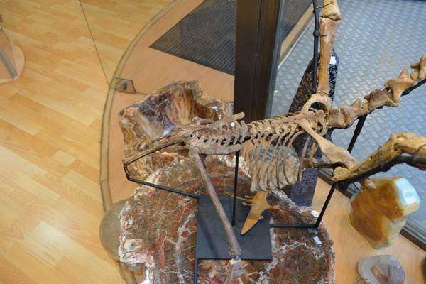 Fóssil do pterossauro brasileiro Anhanguera santanae, de 120 milhões de anos, que está sendo oferecido ilegalmente para venda no site de leilões ebay
 (Reprodução/Internet)