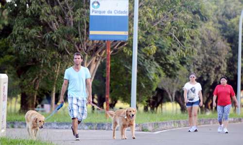 Bruno passeia com o casal de golden retriever no Parque da Cidade (Iano Andrade/CB/D.A Press
)
