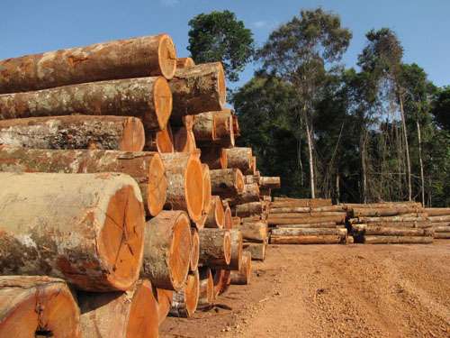 Somente da Floresta Nacional do Tapajós (PA), que permite a exploração sustentável do meio ambiente, 17.851 hectares foram reduzidos (Étore Medeiros/CB/D.A Press)