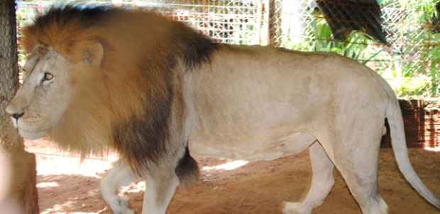 O leão Rawell era considerado dócil pelos tratadores (Divulgação)
