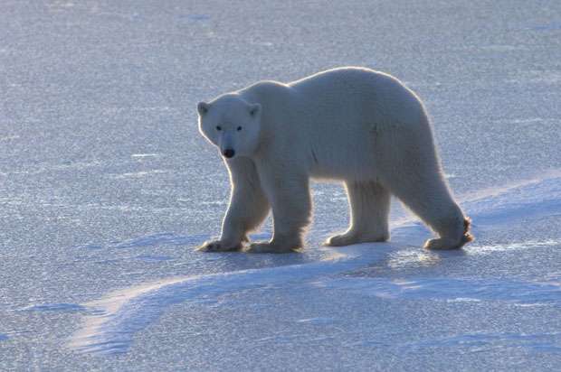 Para caçar e criar os filhotes, os ursos-polares precisam de gelo. Com o derretimento cada vez mais acelerado das camadas congeladas, as atividades ficam prejudicadas  (Andrew Derocher/Divulgação)