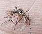 Pílula para combater criadouros da dengue aguarda aprovação da Anvisa