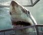 Espécies de tubarão e de raia devem desaparecer no Mediterrâneo