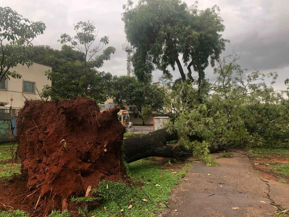 V Deo Chuva Rajadas De Ventos Fortes Derruba Rvore Na W Sul