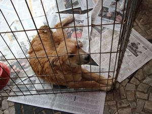 Feiker é um dos cães que espera por adoção