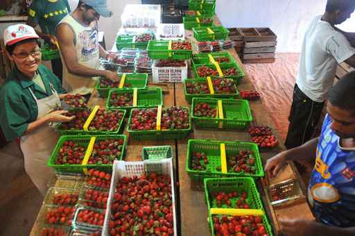 Agricultores que produzem morando em Brazlândia