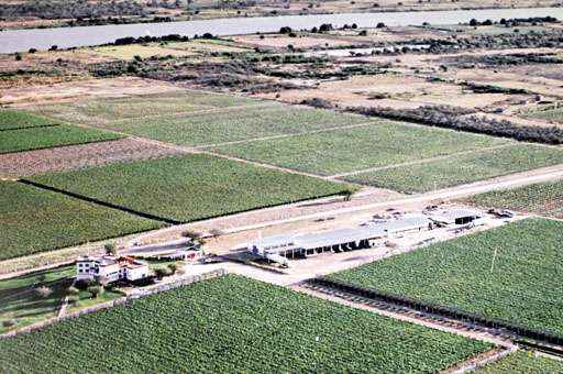 Vista aérea de plantações às margens do São Francisco em Petrolina