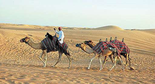 A voltinha no lombo dos camelos fica para o fim do passeio