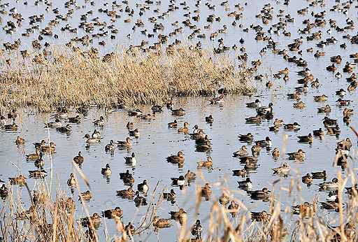 Pássaros migratórios na Índia: o La Niña aumenta o contato entre as aves, favorecendo a mistura de variantes de vírus