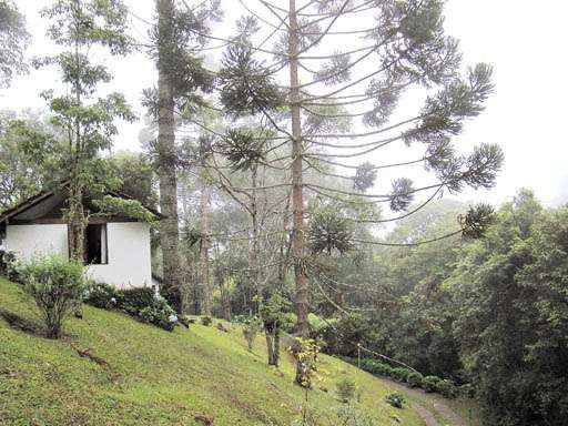 As araucárias, típicas dos lugares altos e de clima frio, estão em toda parte: natureza bem preservada