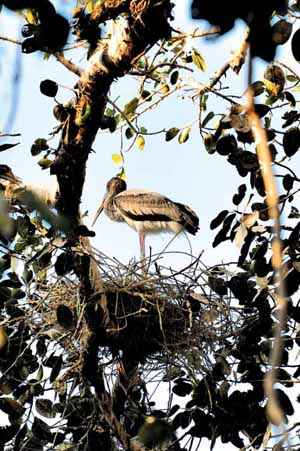 Cegonha-pintada em ninho: entre as aves, é comum que os machos cuidem de ovos que não são seus