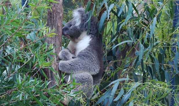 Coala do Healesville Sanctuary, no Yarra Valley