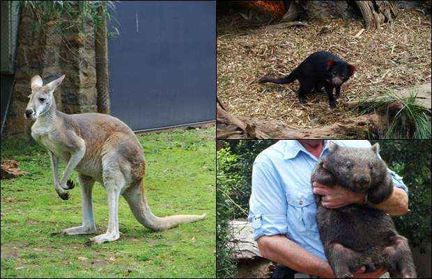 Animais típicos da fauna australiana