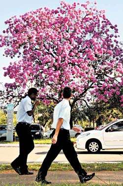 Na 901 Sul, a altura e a beleza da árvore chamam a atenção de todos que passam por perto