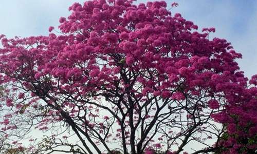 Foto do ipê colorido enviado pela leitora Bianca Neves