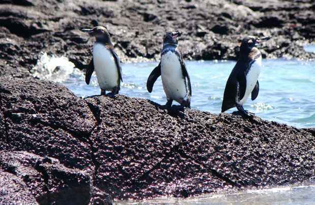 Atos de homossexualidade, de pedofilia e até mesmo necrofilia entre pinguins machos com fêmeas mortas são descritos em um artigo