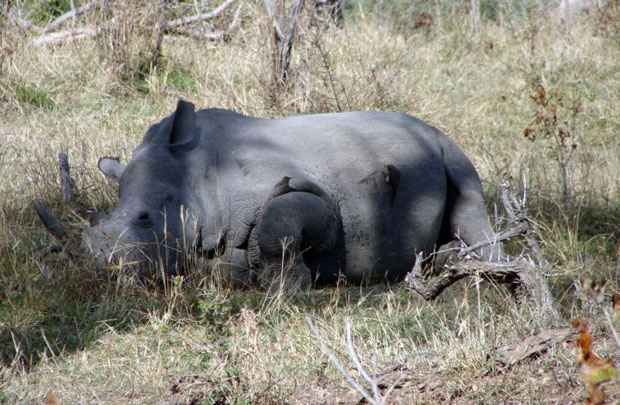 Rinoceronte do Kruger Park: estima-se que apenas nesse local, 60% foram vítimas da caça