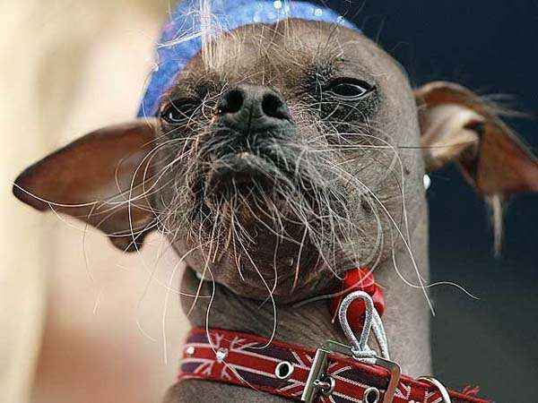 Mugly, um cão da raça cristado chinês foi eleito o mais feio de todo o mundo. Ele conquistou o título ao vencer outros 19 concorrentes - igualmente desprovidos de beleza. O cachorro tem oito anos e mora no Reino Unido. O concurso aconteceu em Petaluma, cidade que fica na Califórnia, nos Estados Unidos. Segundo a dona, Mugly pode ser considerado um bicampeão, já que havia conquistado o mesmo título em 2005