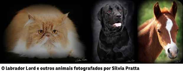 Por meio de pinturas, fotografias ou outras expressões de arte, donos recorrem a artistas para homenagear os seus pets