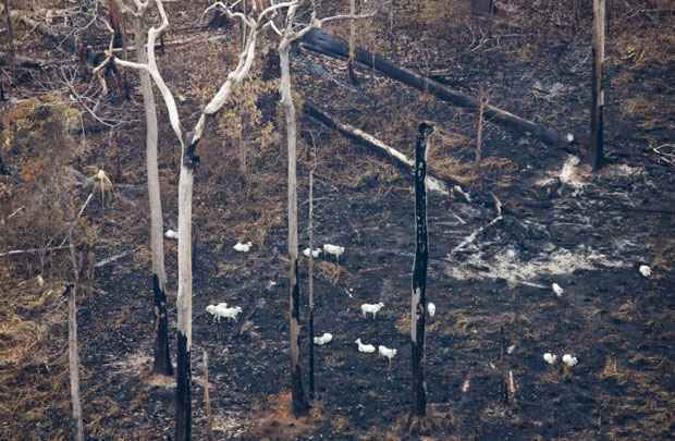 Imagem mostra área desmatada na Amazônia