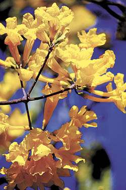 Exuberantes, as flores exibem um amarelo em tons chamativos