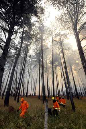 Bombeiros no incêndio em área verde perto da Torre Digital