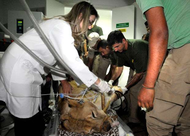 Leoa do Zoológico realizando exames após convulsões