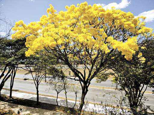 Árvore embeleza a L2 Norte, na altura da SQN 416